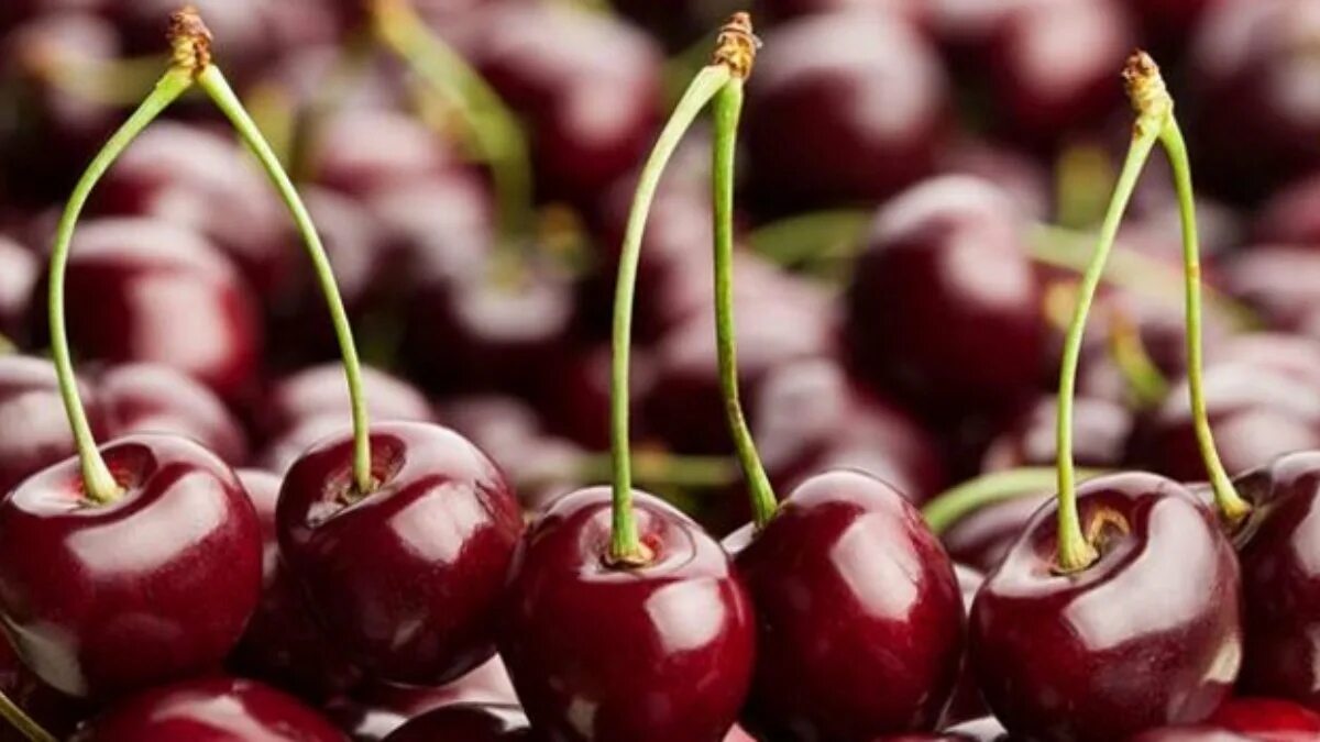 Колоновидная черешня. Вишня неспелая вишня. Спелая вишня. Лоснились как спелые вишни. Вишня шпанка шимская.