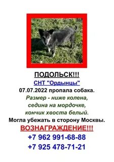 Потеряшки подольск