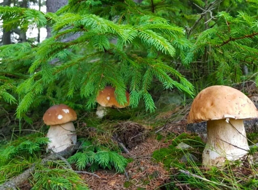 Грибная поляна фото. Сибирская грибная Поляна. Грибная Поляна белых белых грибов. Полянка с грибами. Лесная Поляна с грибами.