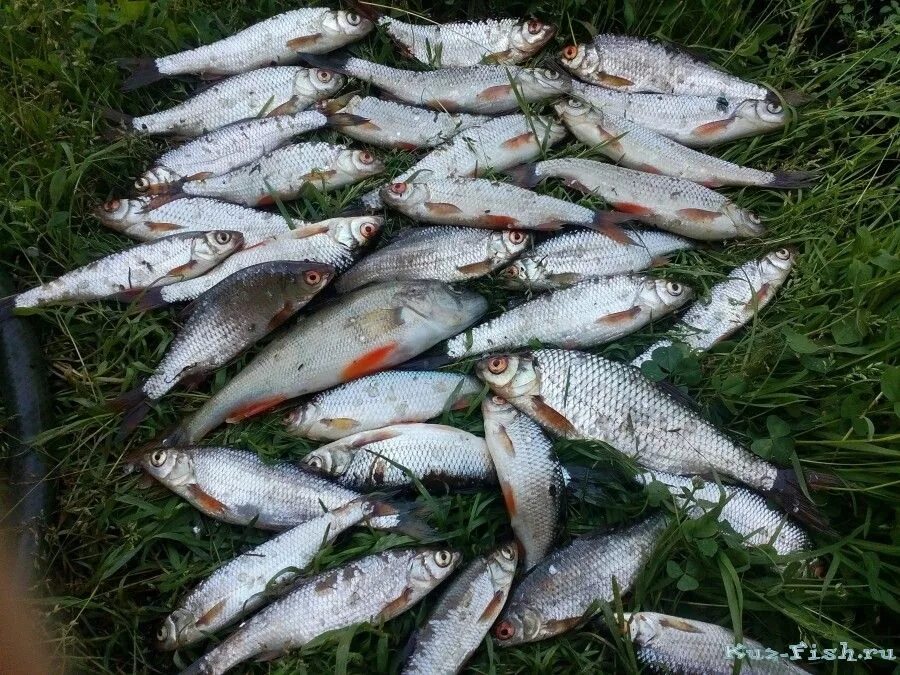 Рыбалка на томи. Рыбы кемеровской области названия. Рыбы реки томь. Река томь какая рыба. Рыбалка на томи.