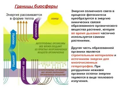 Преобразование солнечной энергии в химическую происходит