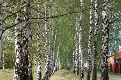 Коттеджный поселок березовая роща