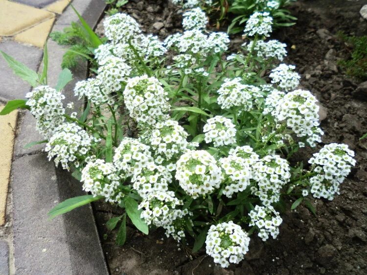 черенкование алиссума