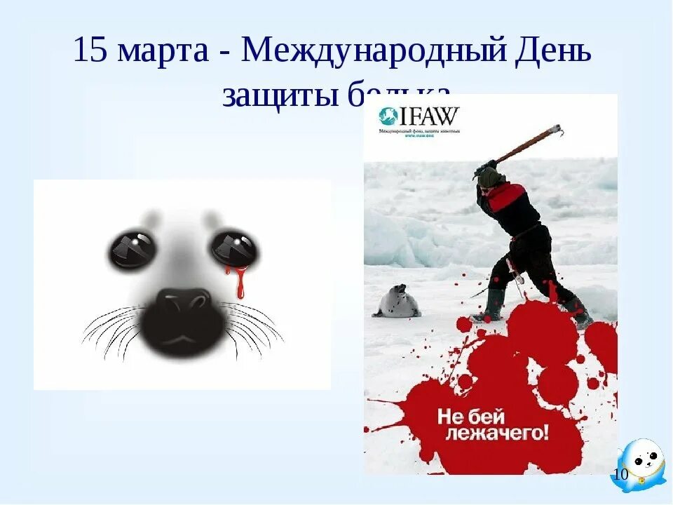 Международный день защиты бельков. День защиты Бельков. Международный день защиты тюленей. Международный день Бельков.