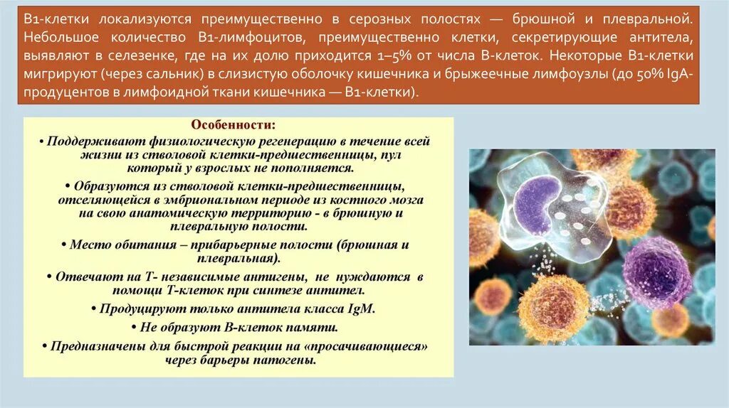 Клетки образующие антитела. Где локализуются антигены и антитела. Ткань вырабатывающая антитела. Стволовые клетки кишечника презентация. Стволовые клетки селезенки