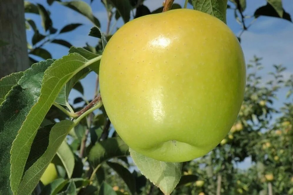 Яблоня сорт голден. Яблоня сорт голден. Сорт яблони делишес. Голден рейнджер яблоня. Сорт яблок голден делишес.