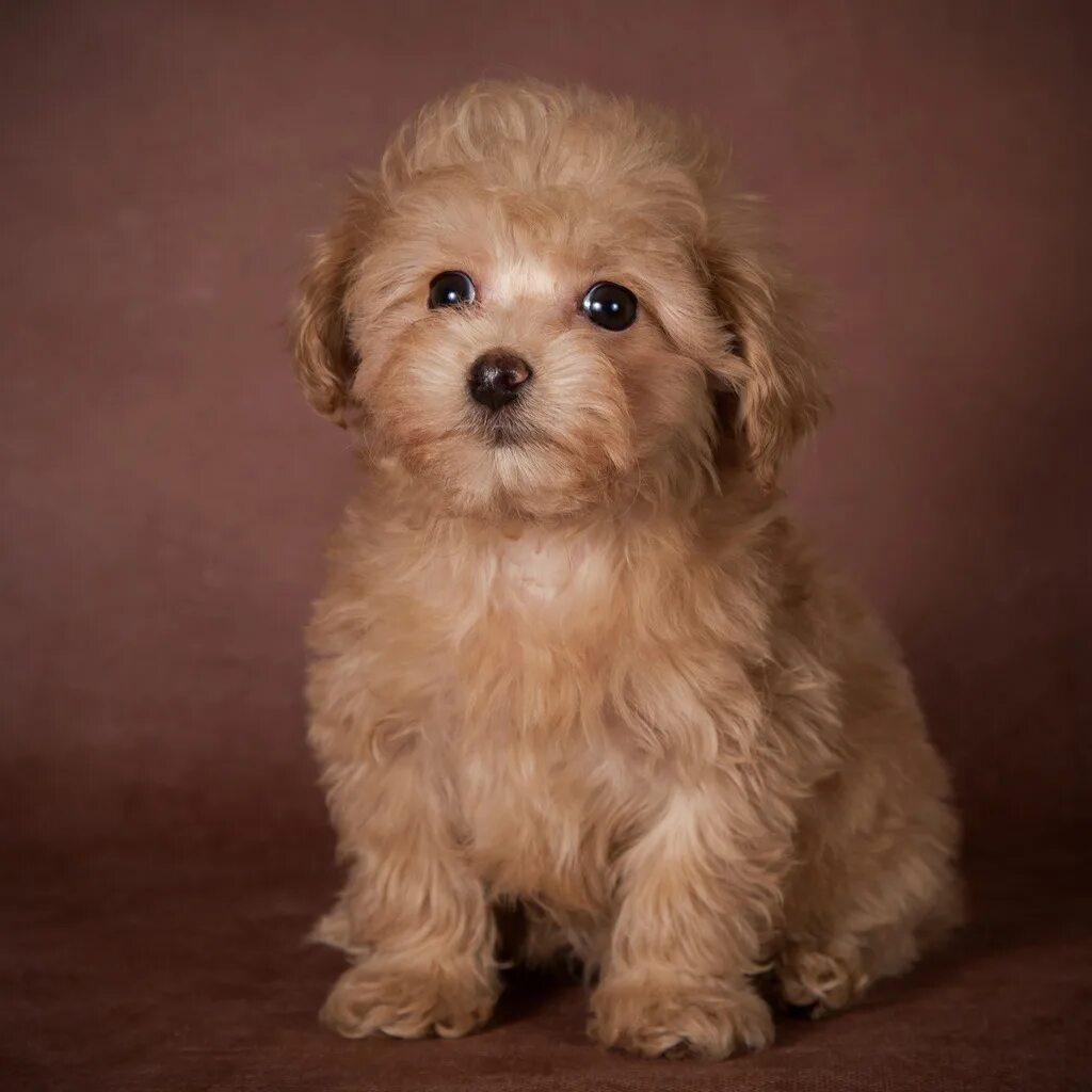 мальтипу терьер. мальтипу груминг. стрижки мальтипу девочки. мальтипу стандарт. мальтипу f2.