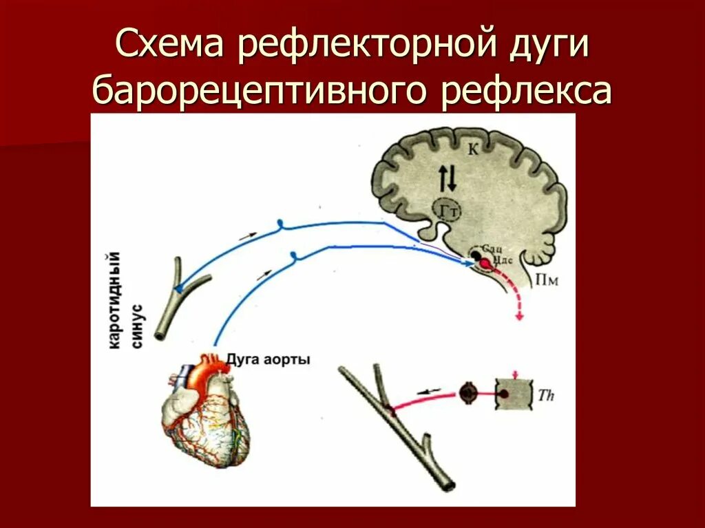 Рефлекс Данини Ашнера рефлекторная дуга. Схема рефлекторной дуги. Схема рефлекторной дуги безусловного рефлекса. Рефлекторная дуга слюноотделительного рефлекса. Центр безусловно рефлекторной регуляции кровяного