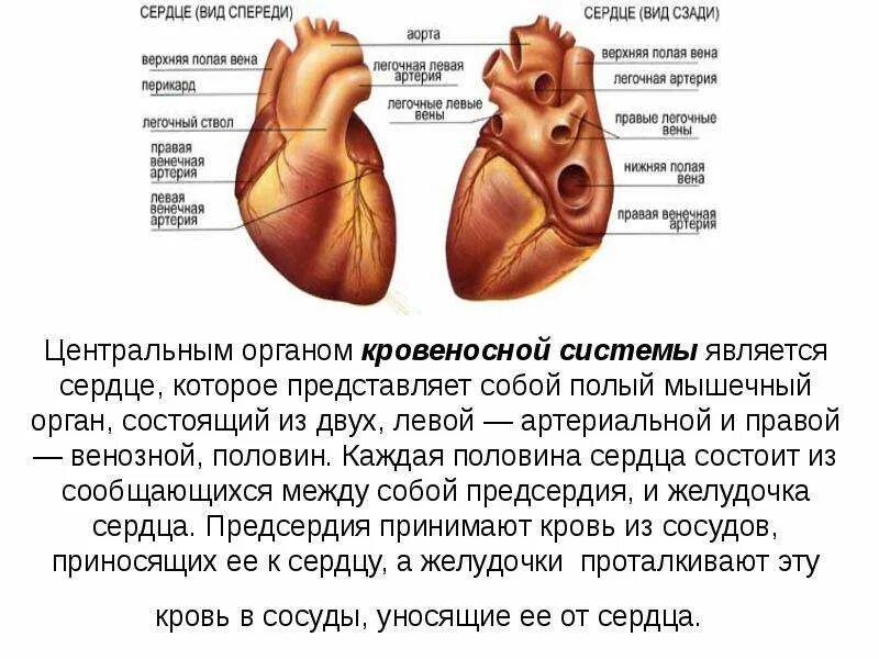 Какая кровь содержится в правой половине сердца