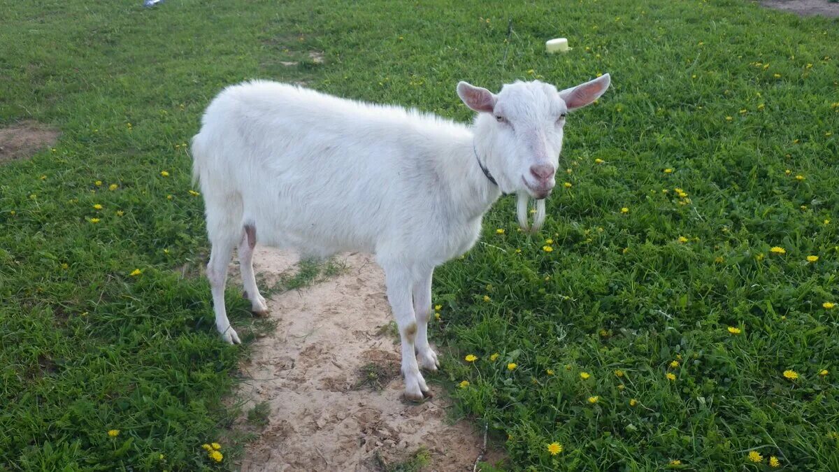 Усадьба белая коза. Усадьба белая коза последнее. Белая коза в куртке. Канал белая коза на дзен. Добрая коза дзен.
