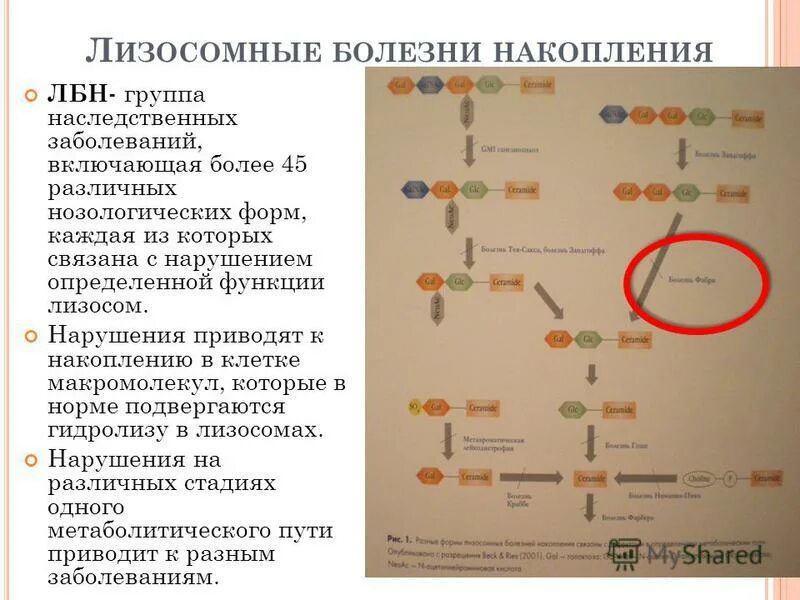 Прочность мембраны лизосом. Повреждение лизосом: причины, патогенез. Классификация лизосомных болезней накопления. Аутолиз лизосом. Нарушение функции лизосом.