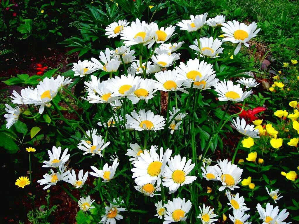 Ромашка любит ли наташка. Погадаю на ромашке любит ли наташка. Смешная ромашка. Ромашка любит ли наташка. Ромашка любит ли наташка.