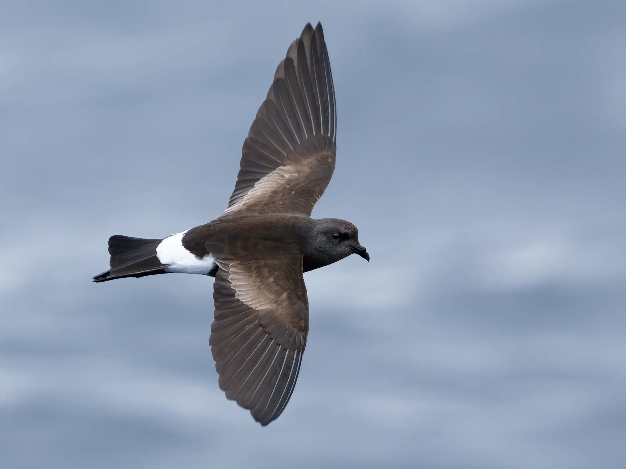 Буревестник 8. Буревестник Уилсона. Tristram's Storm Petrel. Геометрический Буревестник. Petrel.