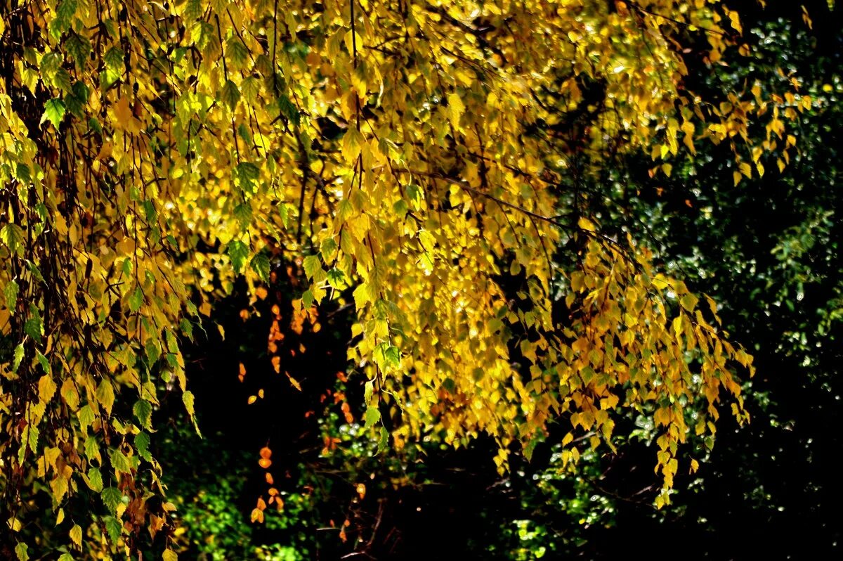 странные анкеты женщин 40. оформление золотым дождем. золотой дождь картинки. золотой дождь петербург. золотой дождь голден рейн.