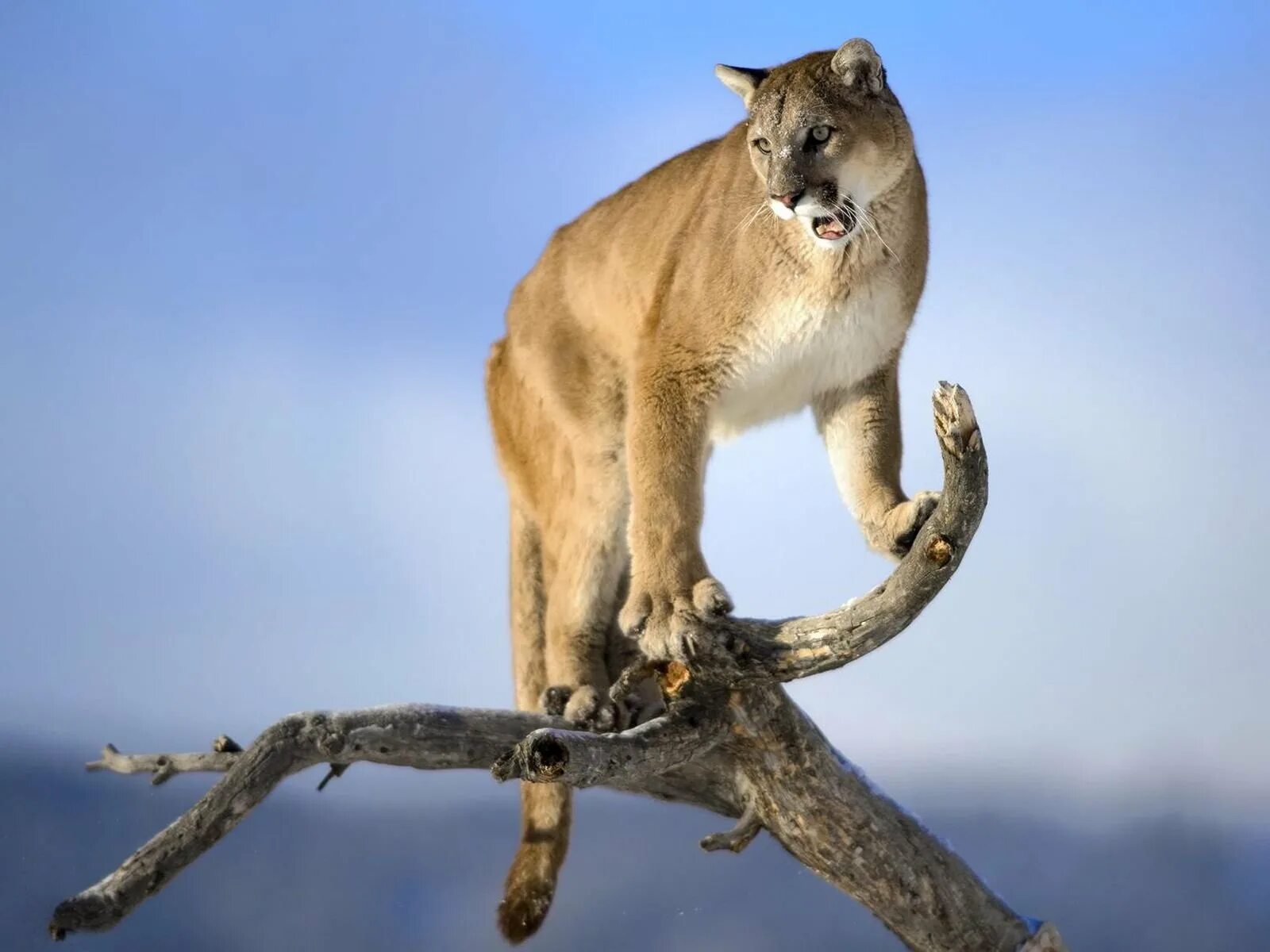 Североамериканская Пума. Калифорнийская Пума. Пума (Puma concolor):. Пума горный Лев. Пума на английском