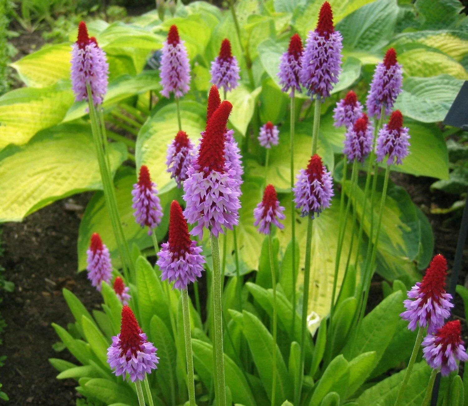 Примула виалли. Примула орхидная. Примула ред виаля. Примула виали орхид. Примула виаля.