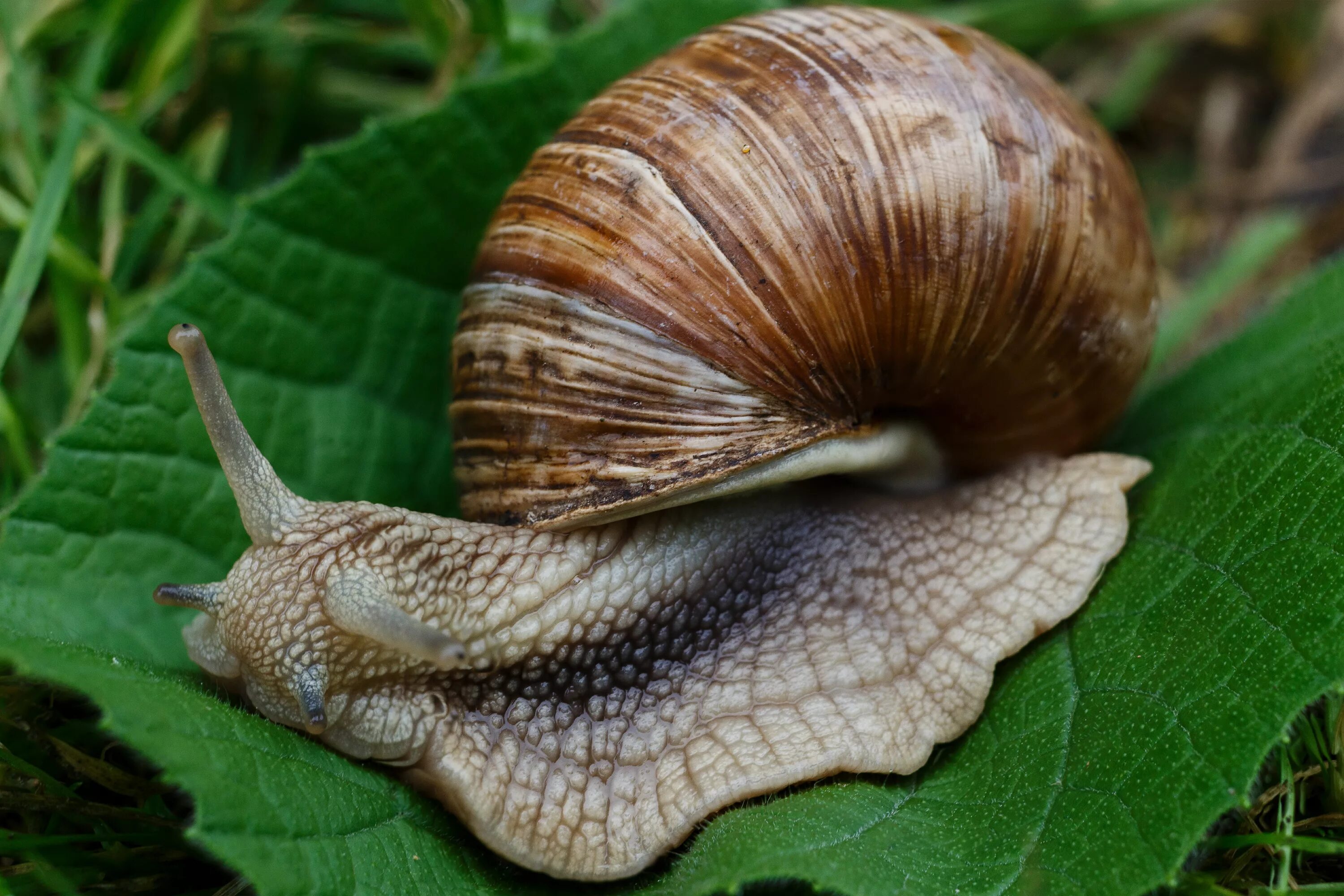 Улитка Виноградная escargots. Брюхоногие моллюски слизни. СЛИЗНЯК улитка. Слизни и улитки. Улитки готовые