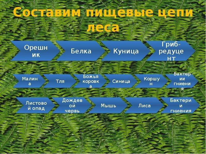 Вопросы на параграф природные сообщества. Три цепи питания в лесу. Пищевые цепи питания в еловом лесу. Схема питания смешанных лесов. Цепь питания леса.