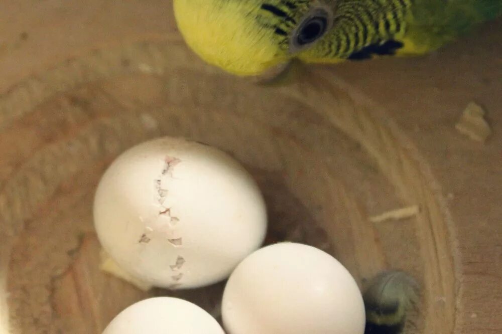 Оплодотворенные яйца волнистых попугаев. Вылупление птенца волнистого попугая. Неоплодотворенные яйца волнистых попугаев. Яйцо попугая купить