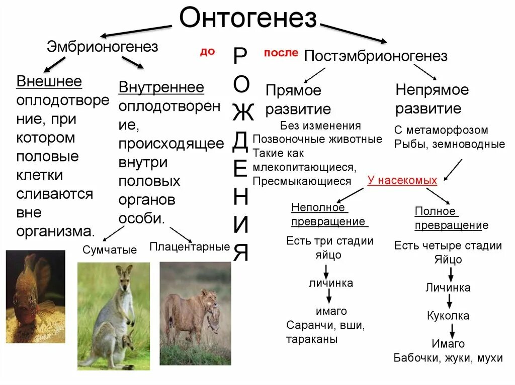 Конспект рост и развитие животных 8 класс. Индивидуальное развитие организма схема. Этапы онтогенеза схема. Типы онтогенеза схема. Онтогенез прямой и непрямой схема.