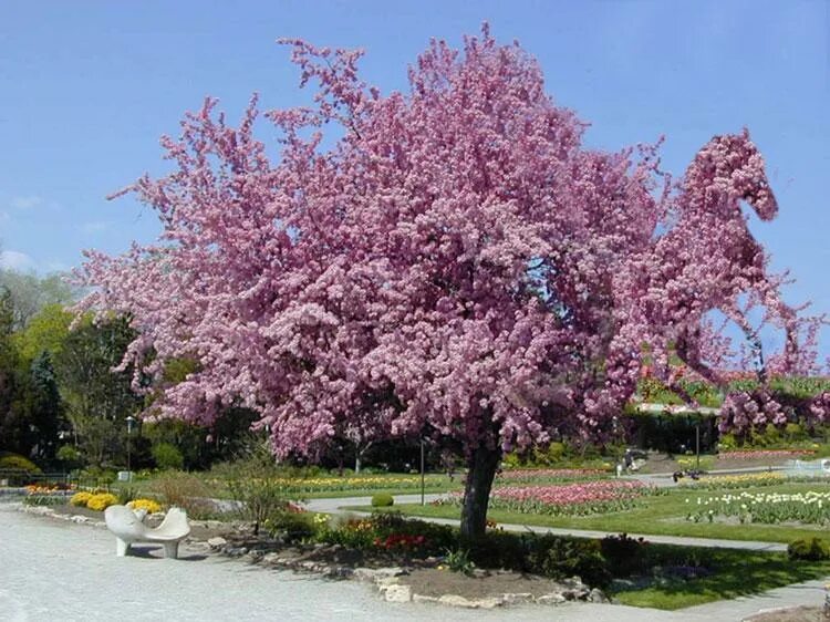 Crab apple blossom. Название цветущих деревьев в Германии. Лавровое дерево цветет. Дерево которое цветет у памятника Фрунзе.