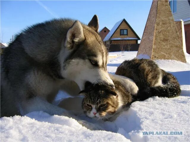Хаски и кот. Маламут и кот. маламут кошка. маламут и котенок. лайки дружат с кошками.