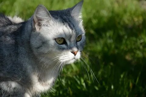 Кошка алиса