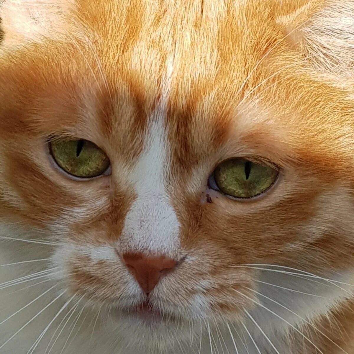 Рыжий котик мем. Рыжая морда. грустный рыжий кот. грустная рыжая кошка. плачущий рыжий кот.