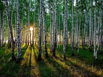 Евдаково березовая роща