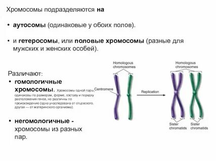 Сколько хромосом в листе огурца