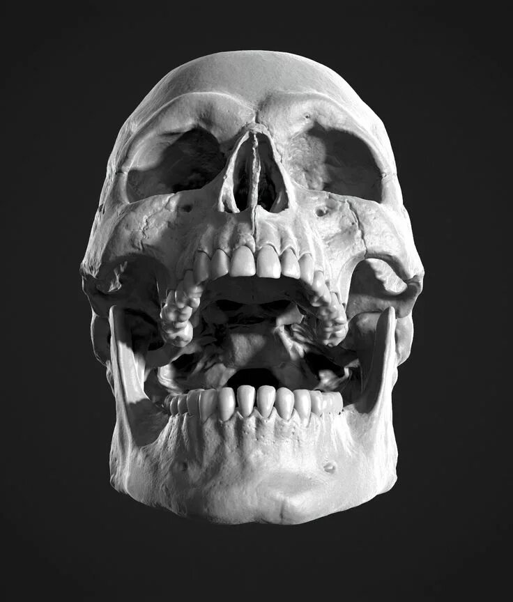 Skeleton face