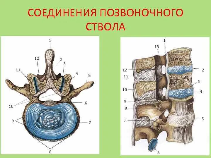 Типы соединения поясничного отдела