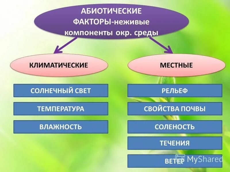 Совокупность организмов и компонентов неживой природы