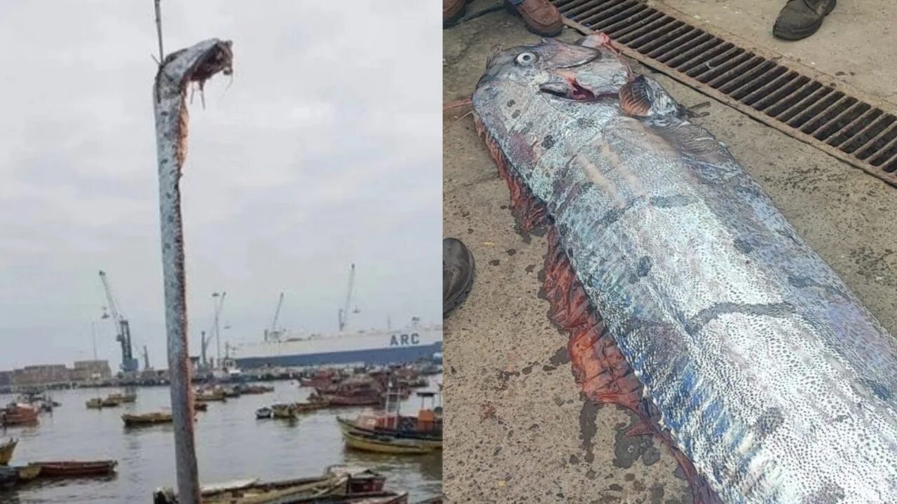 Рыба 5 метров. Сельдяной Король в Чили 5 метров. Рыба сельдяной Король рыба. Рыба сельдяной сельдяной Король.