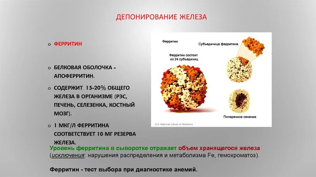 Препараты для поднятия ферритина у женщин. Низкий ферритин и железо. Железо ферритин. Сывороточный ферритин. Ферритин биохимия.