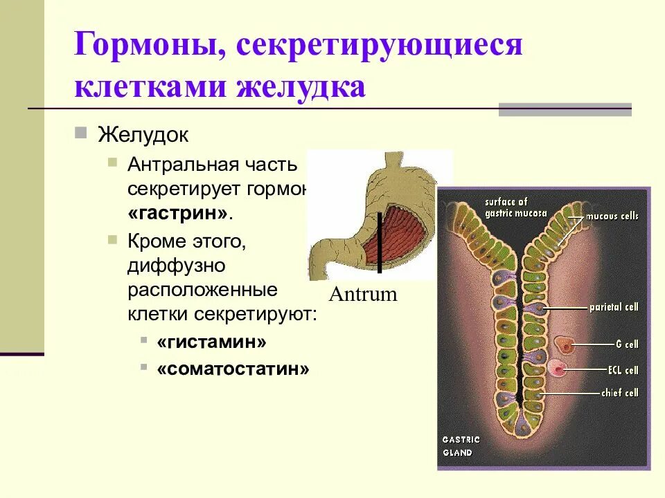 Гормоны слизистой оболочки желудка. Секреторные клетки желудка вырабатывают. Клетки желудка секретирующие гормоны. Гормональные клетки желудка. Главные клетки желудка вырабатывают