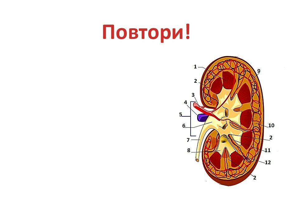 Почка биология человек. Строение почки. Почки рисунок. Строение почки без подписей. Строение почки человека рисунок с подписями.