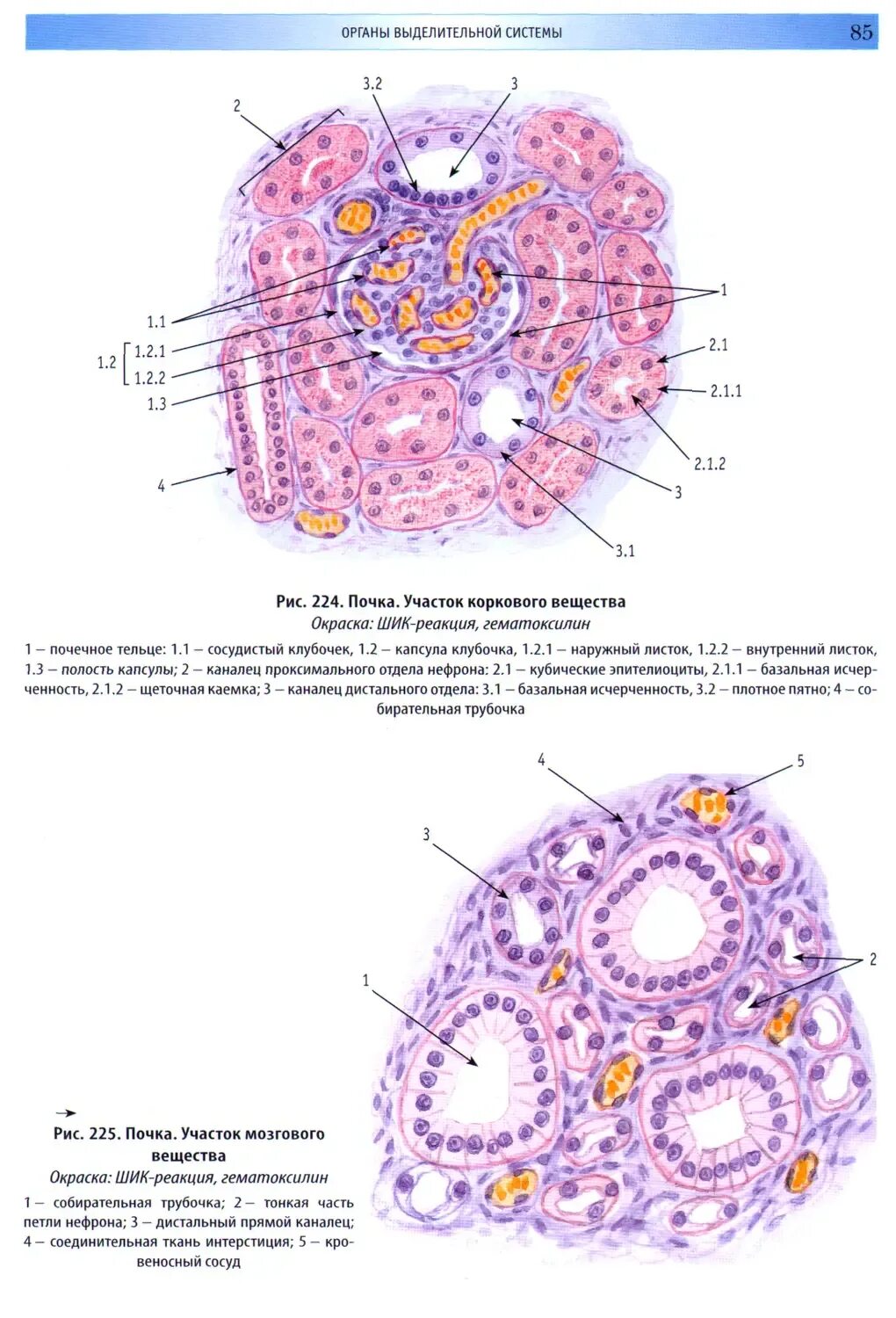 Общая эмбриология гистология. Корковое вещество гистология. строение мозгового вещества почки гистология. срез почки гистология.