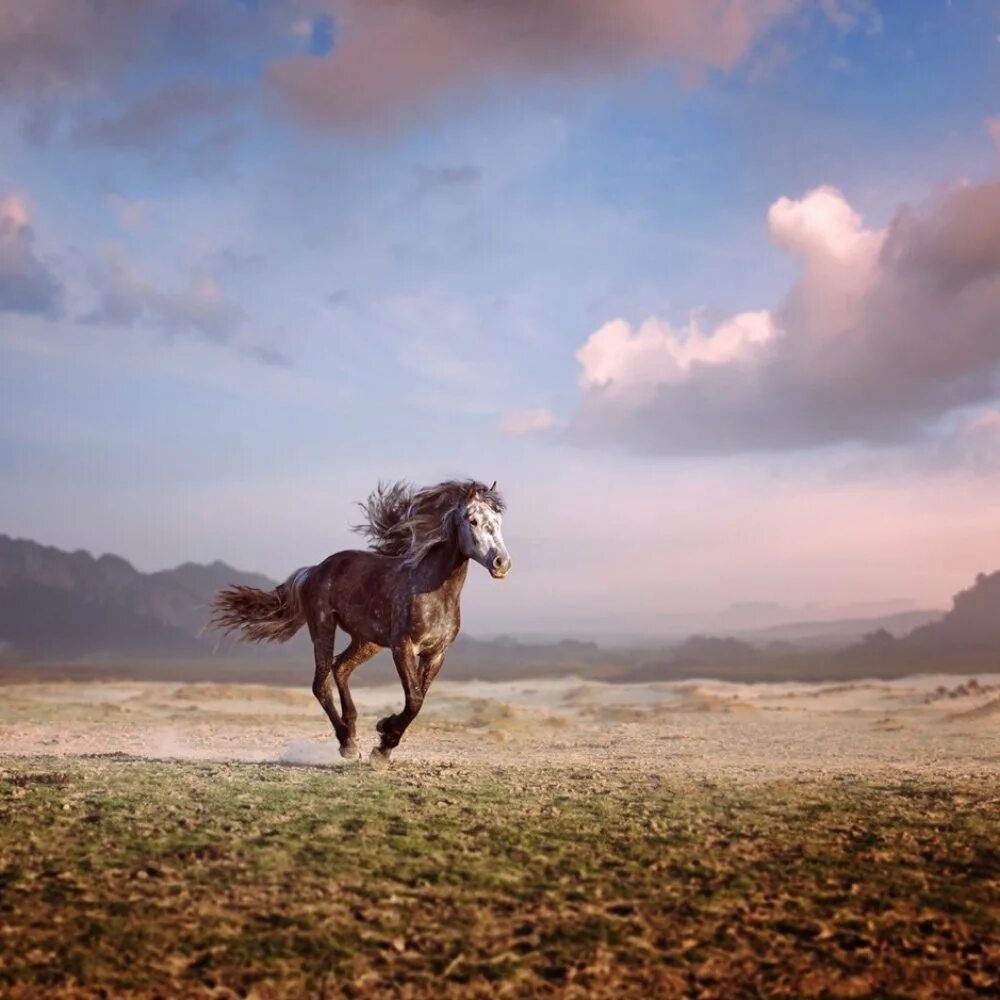 Убегающий конь. Дикий гнедой Мустанг. Лошадь арабский скакун Мустанг. Лошадь бежит. Красивые лошади на природе.