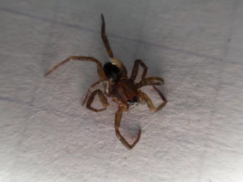 Увидеть паука на полу примета. Мохнатый коричневый паук. Маленький коричневый паук. Маленький коричневый паук в доме. Паук коричневый домашний.