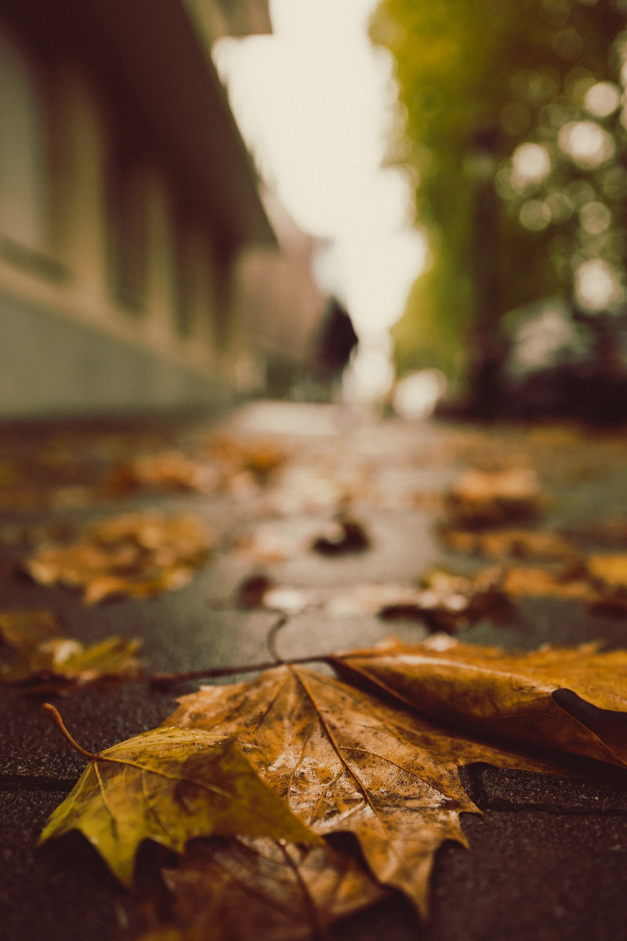 Размышления осени. Осенние размышления. Раздумье осень. Осенние размышления картинки. Листья на улице.