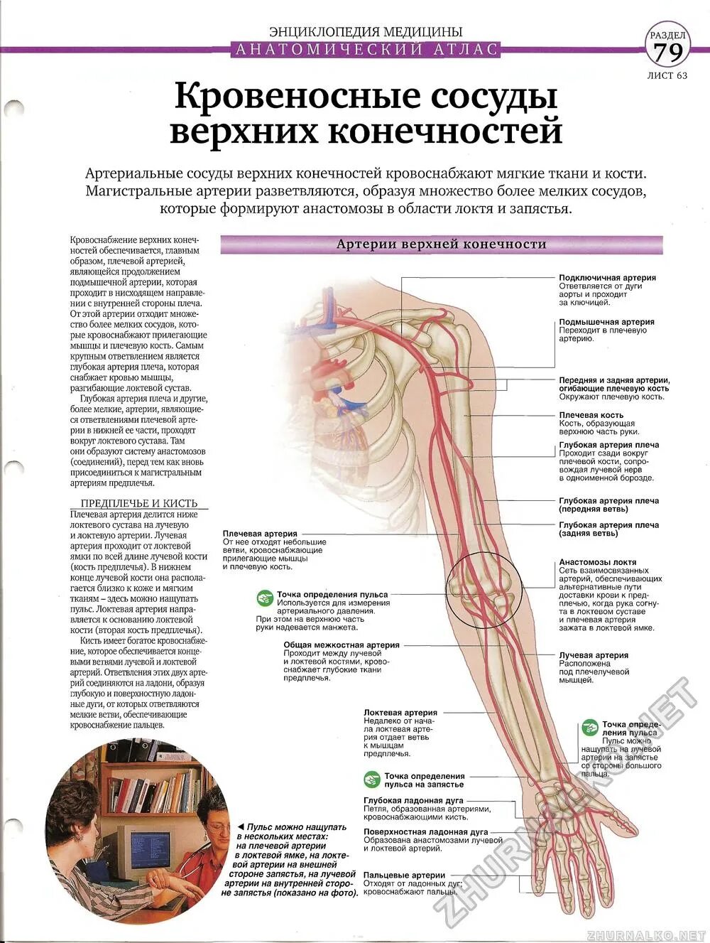 Кровеносная система верхней конечности человека. Артерии верхней конечности анатомия схема. Схема системы кровообращения верхних конечностей человека. Схема артерий верхних и нижних конечностей.