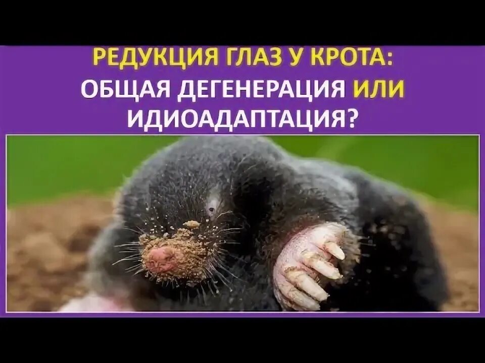 Идиоадаптация крота примеры. Дегенерация у крота. идиоадаптации крота. общая дегенерация крот. редукция глаз у крота это идиоадаптация.