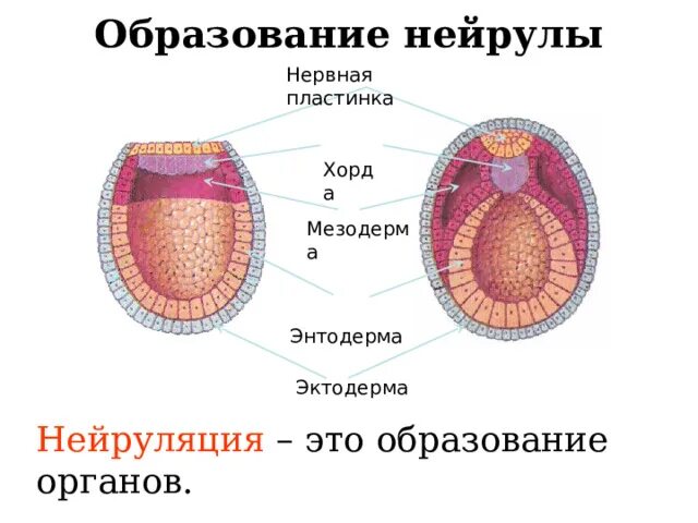 Из каких элементов нейрулы развиваются жабры. Из каких элементов нейрулы развиваются жабры