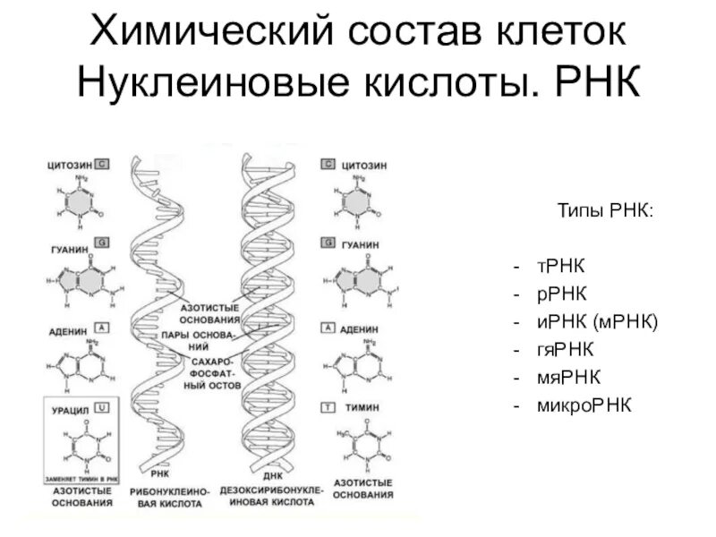 Хим состав РНК. Рибонуклеиновая кислота состав. Химический состав клетки РНК. Химический состав клетки ДНК И РНК.