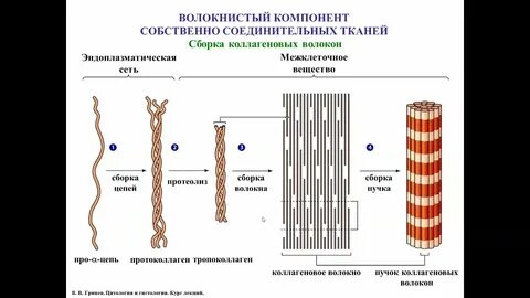 Эластичные волокна характеристика