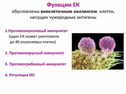Какие бывают внеклеточные организмы