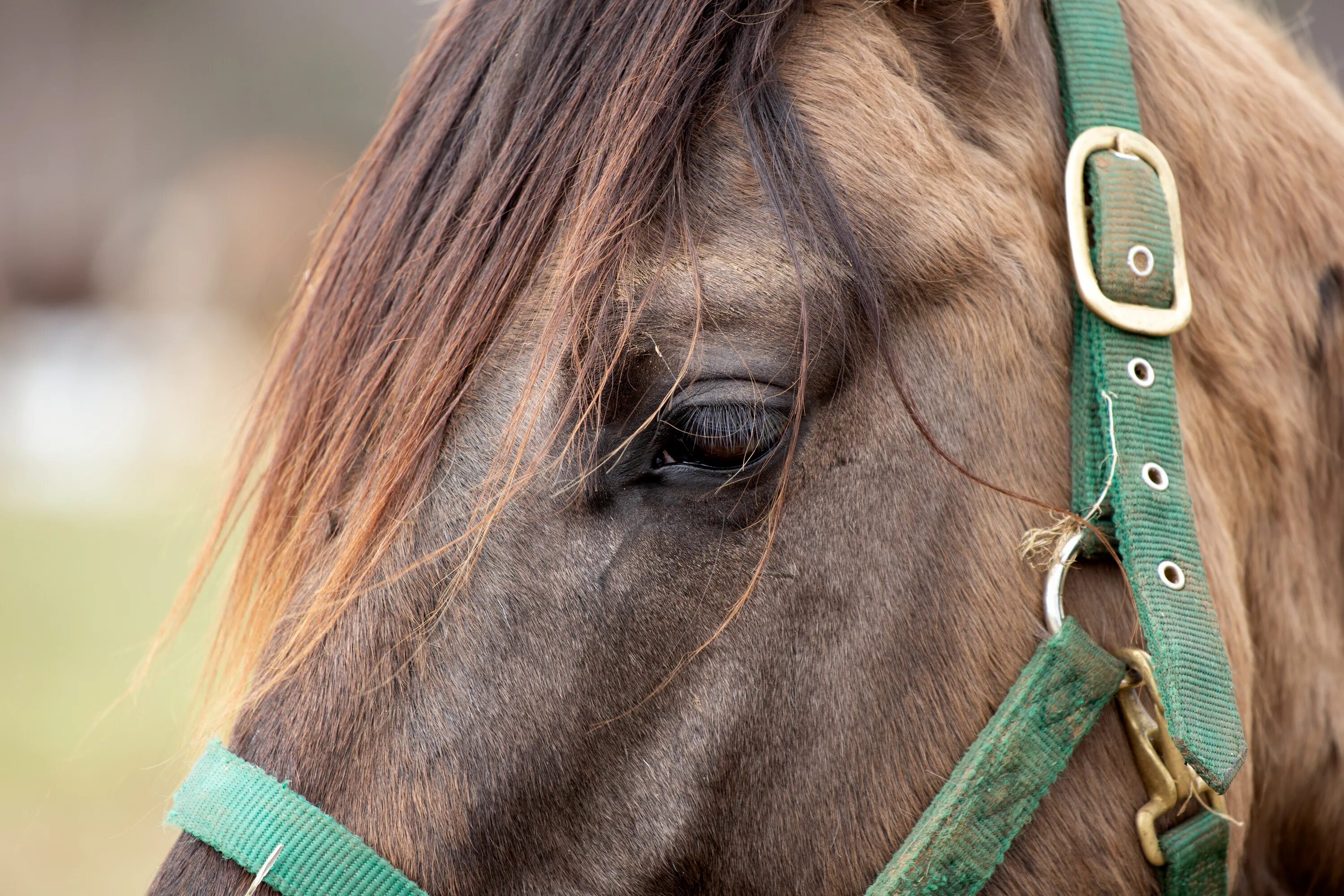 Horse hair. Лошадиные прически. Коричневая лошадь. Лошадь кобыла. Волосы лошади.