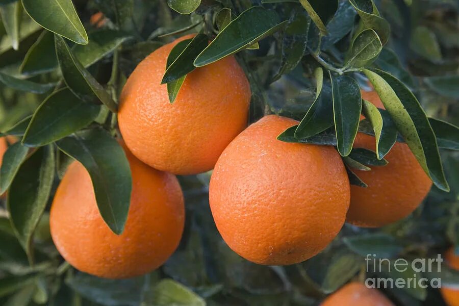 Маниола. Маниола. Танжело минеола мандарин. Мандарины минеола. Маниола.