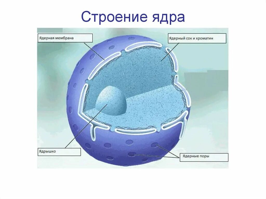 Ядро клетки окружено. Ядерная оболочка ядерный сок ядрышко ядро. Строение ядра эукариотической клетки. Ядро строение рисунок. Строение ядра растительной клетки.